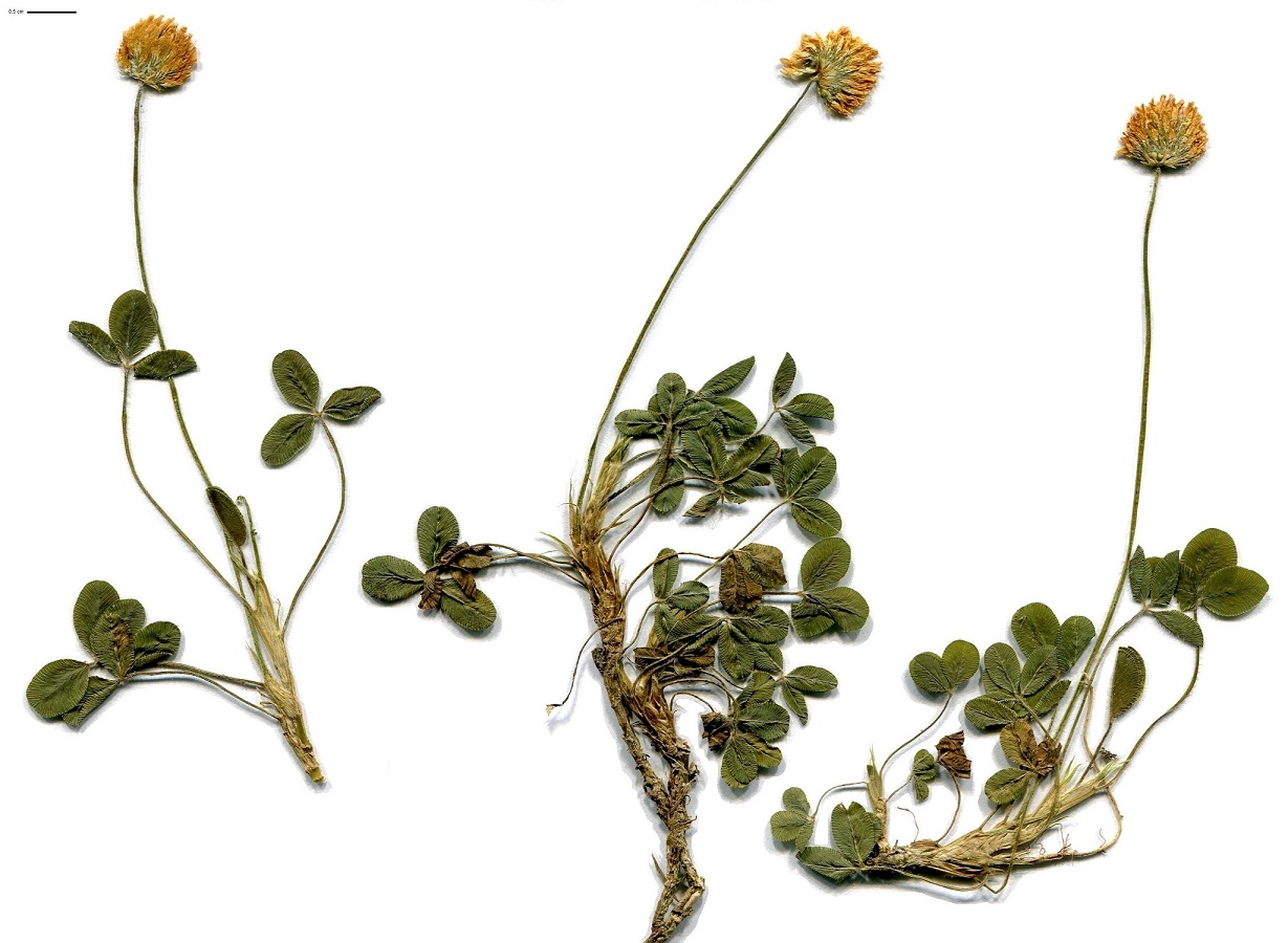 Trifolium squamosum (Fabaceae)